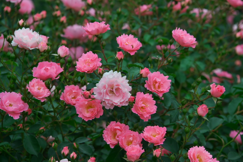 新宿御苑の薔薇2_a0263109_15182709.jpg