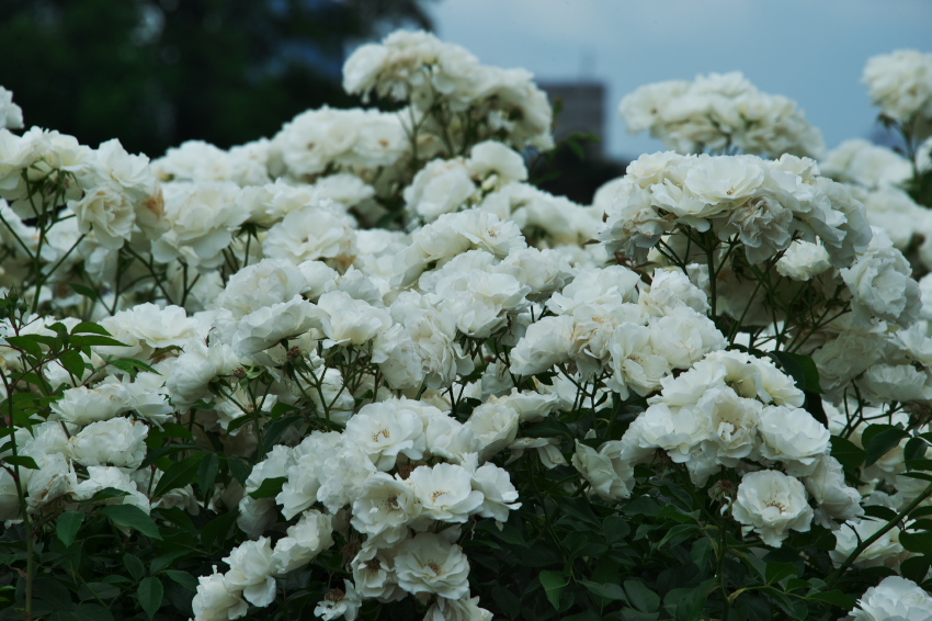 新宿御苑の薔薇2_a0263109_15182865.jpg