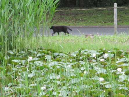 ８３９）黒猫ちゃんが山登り！_b0029010_8245066.jpg