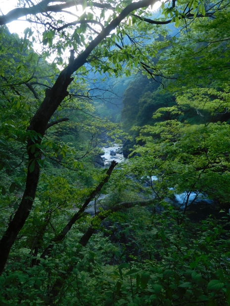 東京都 青梅・奥多摩 その 2 鳩ノ巣渓谷、高尾山_e0345320_22221522.jpg