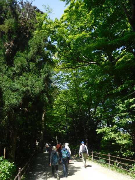東京都 青梅・奥多摩 その 2 鳩ノ巣渓谷、高尾山_e0345320_23004526.jpg