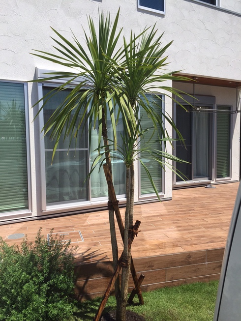 ニオイシュロラン 南国 アジアンガーデン