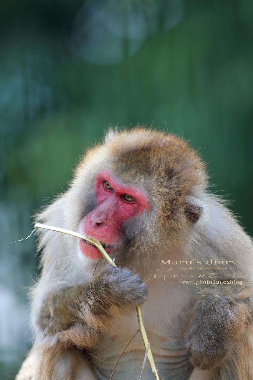 まゝに/智光山公園/5月の散策_d0342426_23012659.jpg