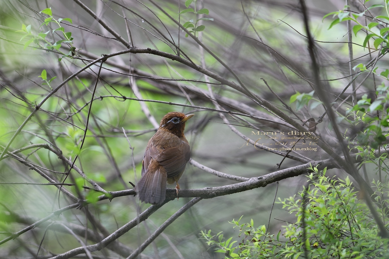 まゝに/智光山公園/5月の散策_d0342426_23015047.jpg