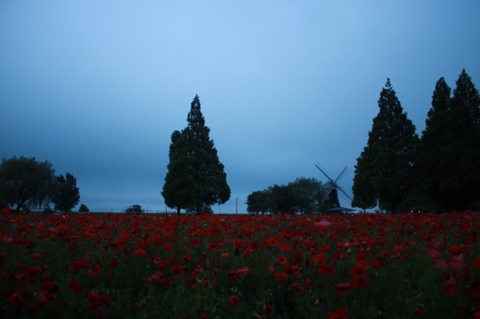 【あけぼの山農業公園 - 1 -】_f0348831_08392463.jpg