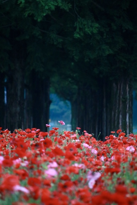 【あけぼの山農業公園 - 1 -】_f0348831_08402085.jpg