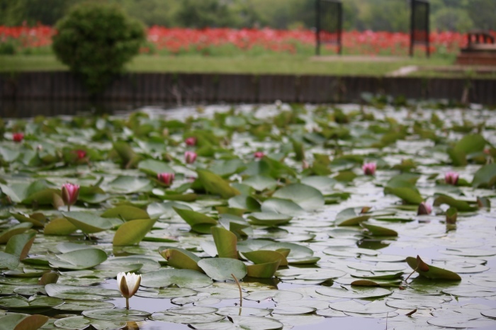 【あけぼの山農業公園 - 1 -】_f0348831_08435950.jpg