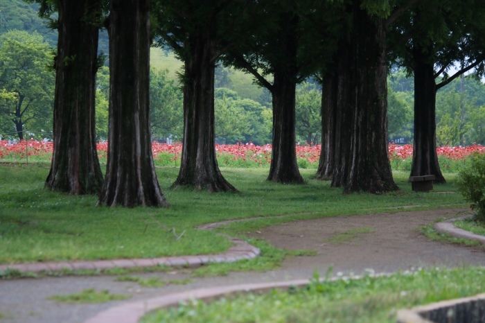 【あけぼの山農業公園 - 1 -】_f0348831_08440180.jpg