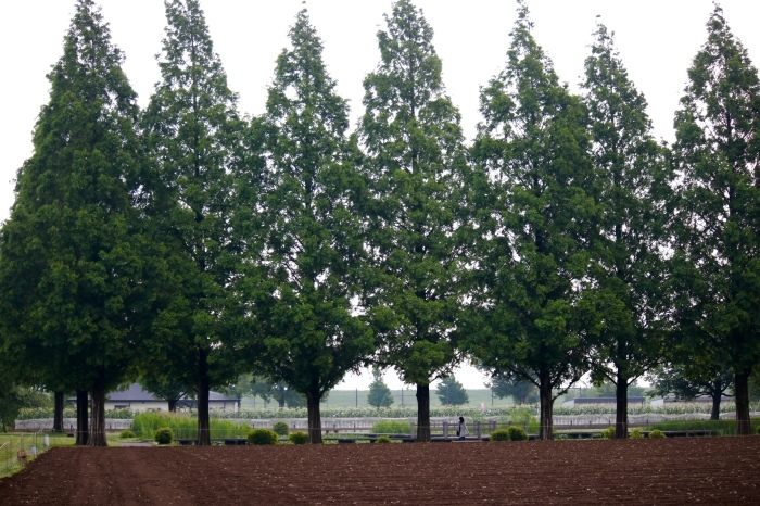 【あけぼの山農業公園 - 1 -】_f0348831_08440780.jpg