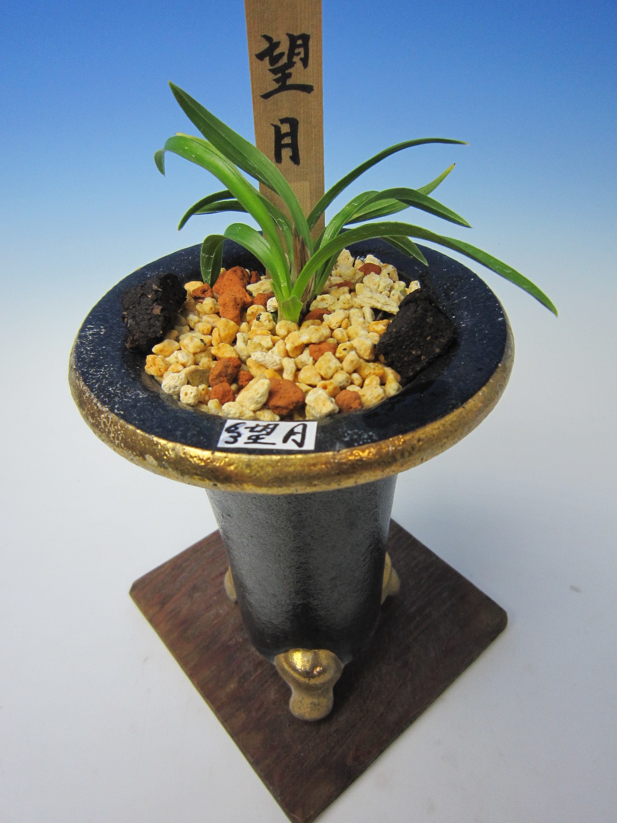 韓国春蘭 望月 : 蘭万園日記