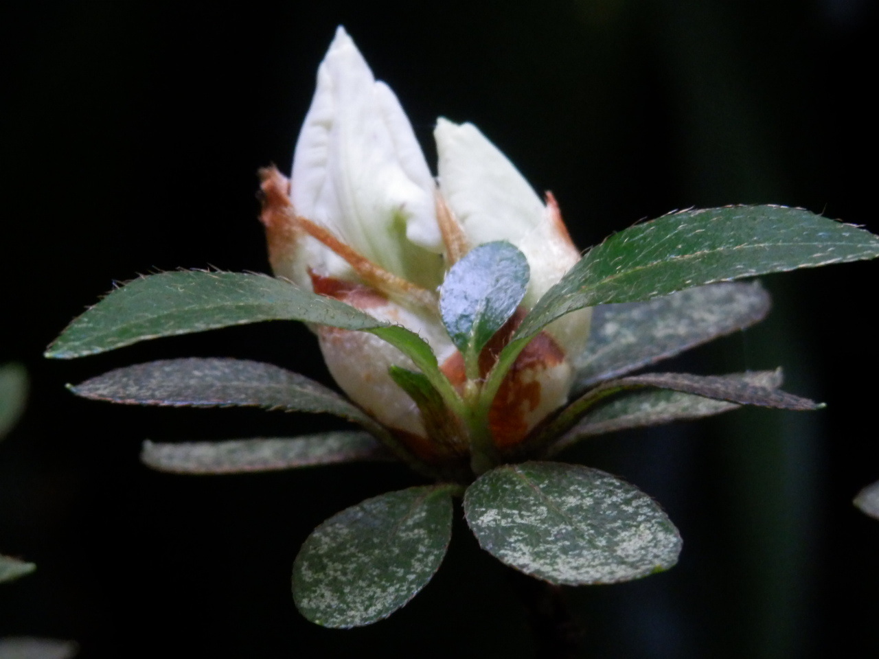 白い躑躅の花が咲きました。_a0279738_20110451.jpg