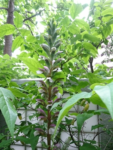 c0348441_17450867.jpg