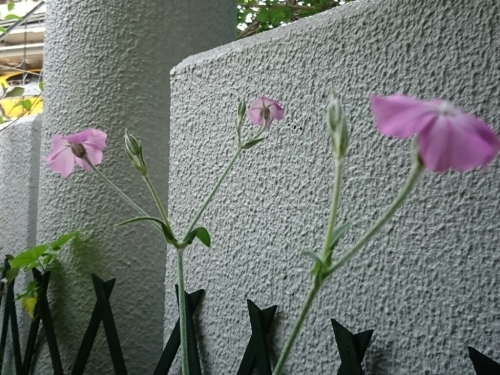 c0348441_17452795.jpg