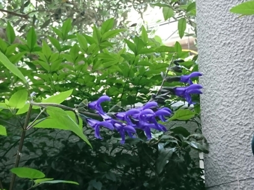 c0348441_17454010.jpg