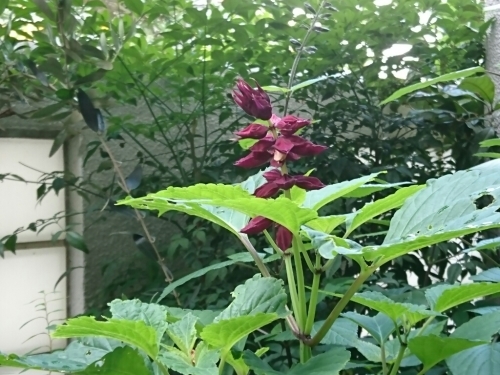 c0348441_17454465.jpg