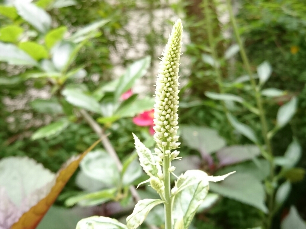 c0348441_17455092.jpg