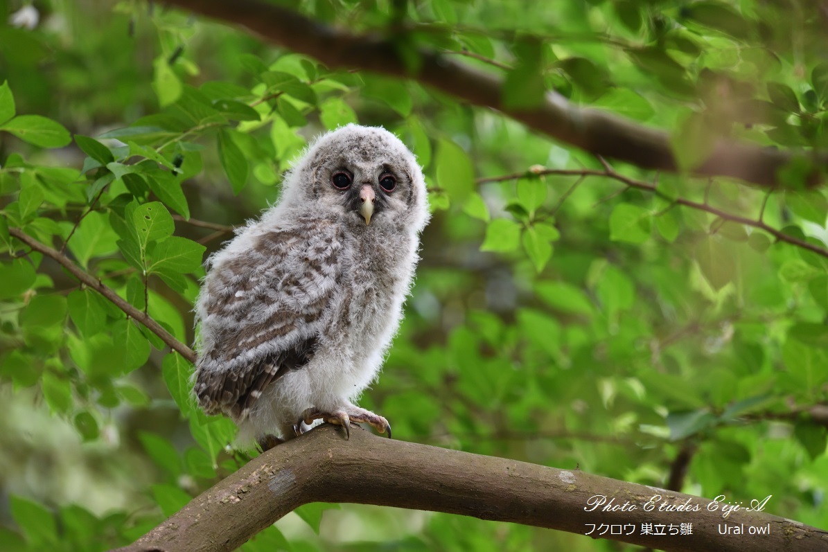 フクロウの巣立ち フォト エチュード Photo Etudes フクロウの巣立ち フォト エチュード Photo Etudes