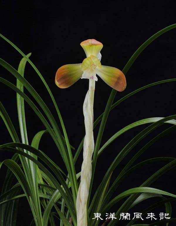 ■■■ Y-76　日本春蘭 「紅寿丸」・日本春蘭「土佐錦」■■■ 松永蘭園 