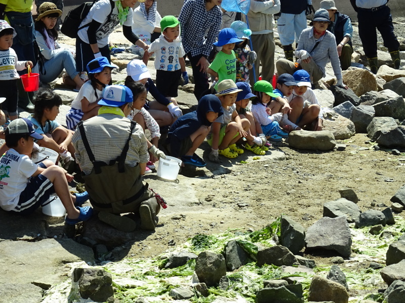 第１０回大阪湾生き物一斉調査　in　せんなん里海公園：さとうみ磯浜_c0108460_02114212.jpg