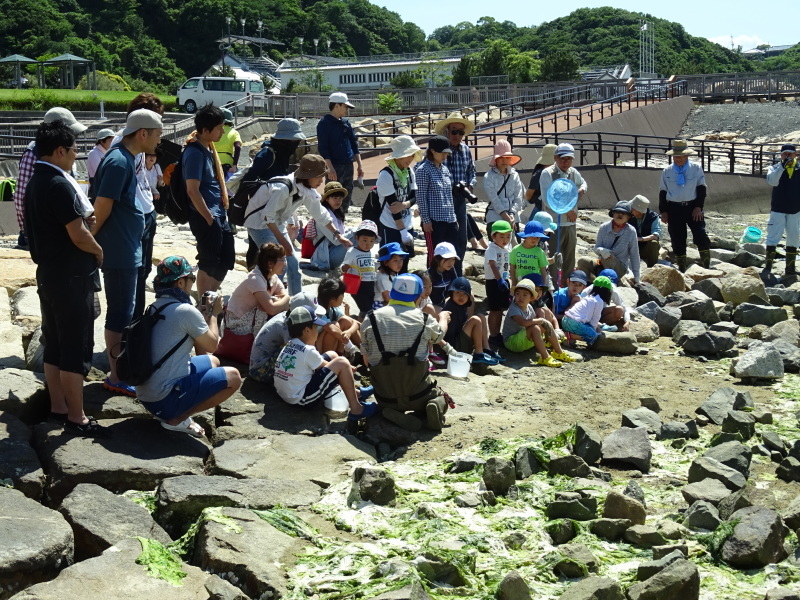 第１０回大阪湾生き物一斉調査　in　せんなん里海公園：さとうみ磯浜_c0108460_02114482.jpg