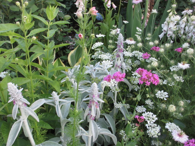 新しい庭、2度目の初夏はバラ「パレード」と草花が素敵にコラボ_a0243064_00123308.jpg