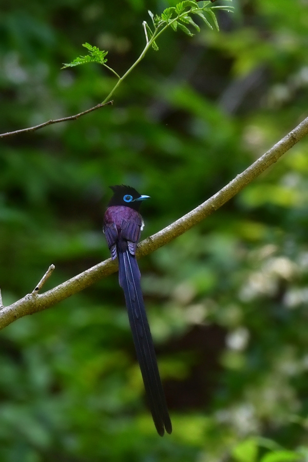 サンコウチョウ_f0053272_00290687.jpg