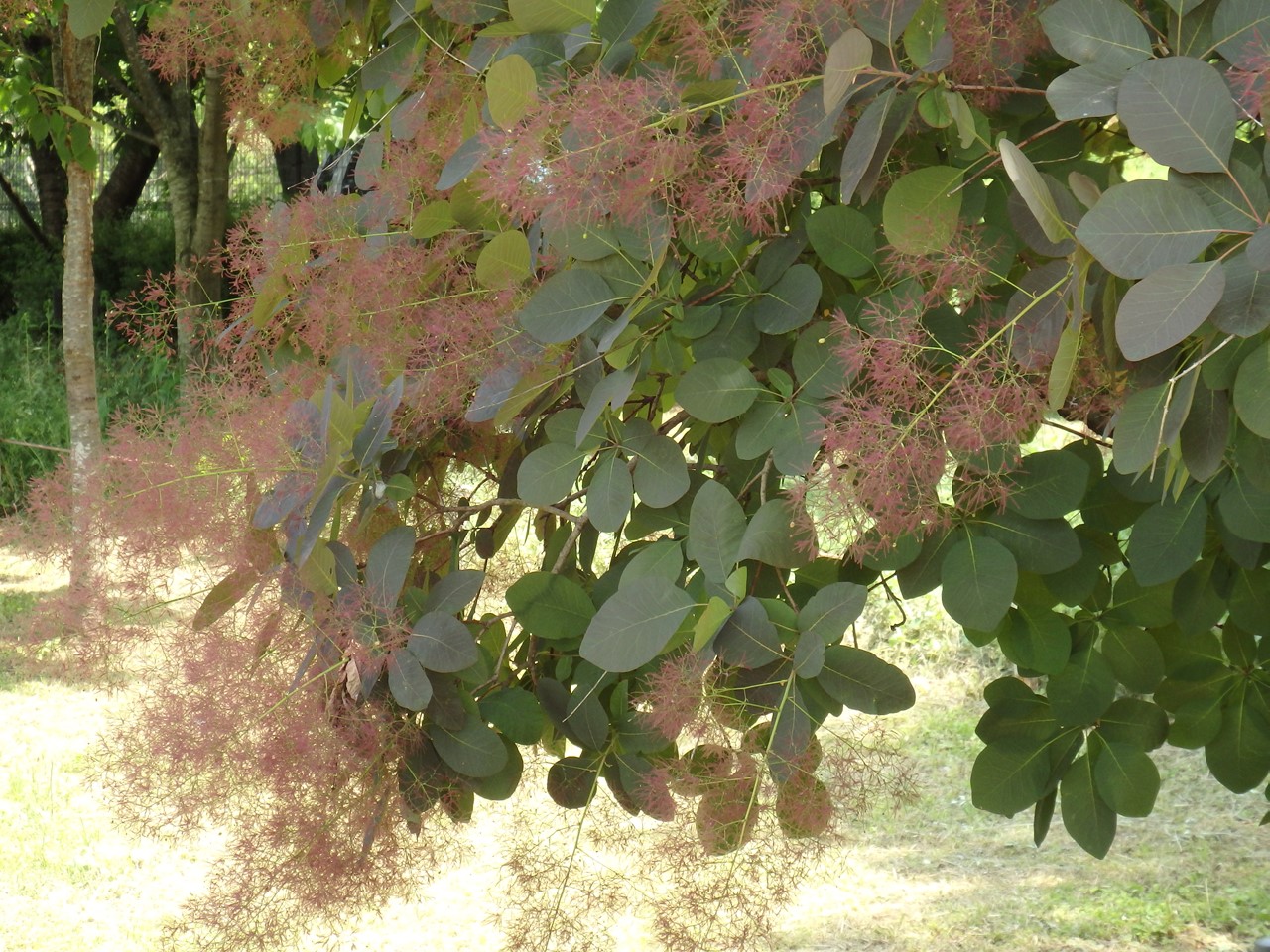 『大紅卯木(ｵｵﾍﾞﾆｳﾂｷﾞ)と紅花車輪梅(ﾍﾞﾆﾊﾞﾅｼｬﾘﾝﾊﾞｲ)等の花達･････』_d0054276_20353836.jpg