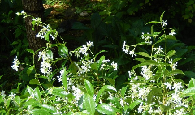 白い薫風の季節 大山蓮華 定家蔓 寧楽悠々自然流