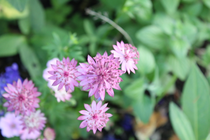 可愛いお花の宿根草たち_a0292194_14233546.jpg