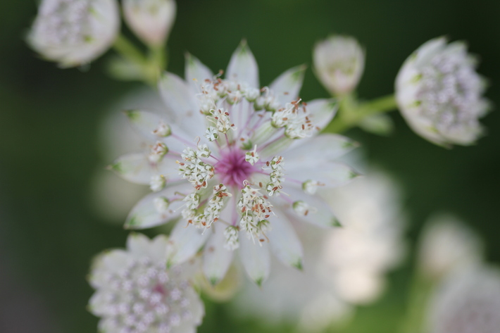 可愛いお花の宿根草たち_a0292194_14275967.jpg