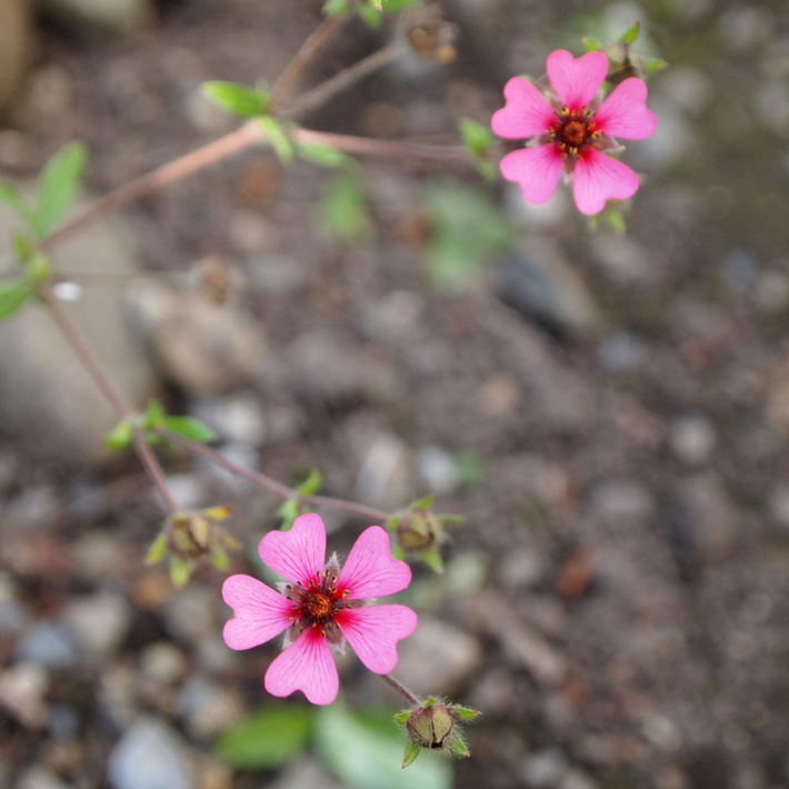 可愛いお花の宿根草たち_a0292194_14301352.jpg