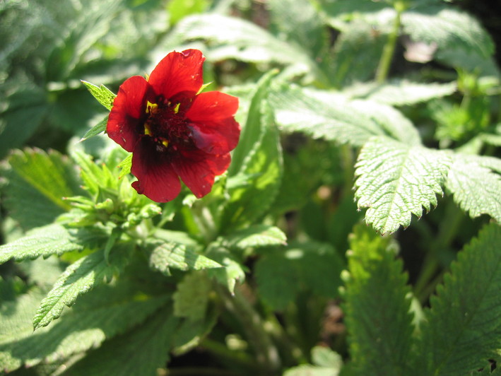 可愛いお花の宿根草たち_a0292194_14341699.jpg
