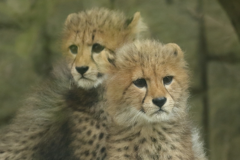 ネコ好きにはたまりません。チーター３兄弟とママの家族愛（日野市、多摩動物園）_b0291402_20393668.jpg