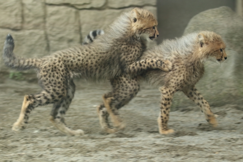 ネコ好きにはたまりません。チーター３兄弟とママの家族愛（日野市、多摩動物園）_b0291402_20394696.jpg