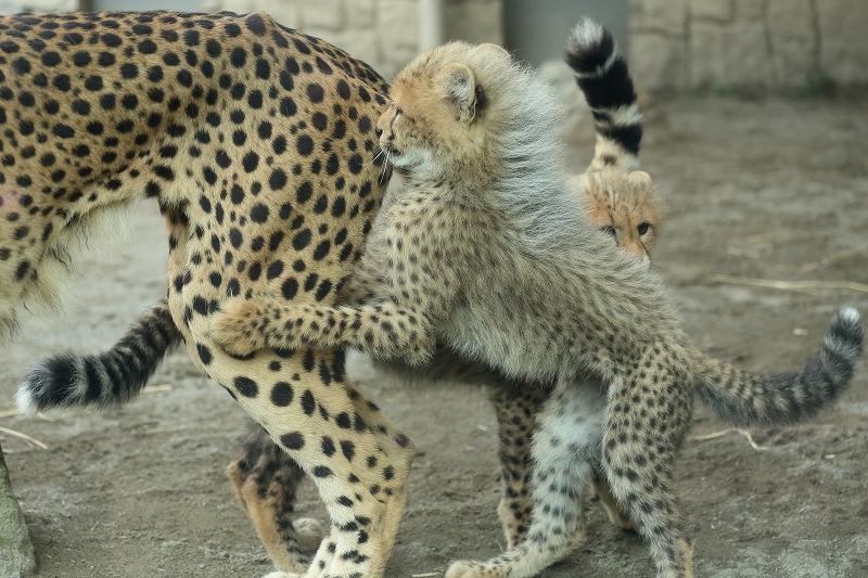 ネコ好きにはたまりません。チーター３兄弟とママの家族愛（日野市、多摩動物園）_b0291402_20410796.jpg