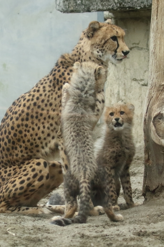 ネコ好きにはたまりません。チーター３兄弟とママの家族愛（日野市、多摩動物園）_b0291402_20413382.jpg