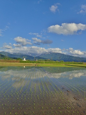 田んぼで転倒!_c0336902_19430234.jpg