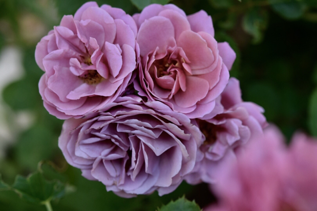 我が家の渋系薔薇大集合〜梅干し色・あおい&珈琲色・カフェ&茶ピンク・ディスタントドラムス_e0346002_09162038.jpg