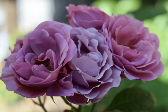 我が家の渋系薔薇大集合〜梅干し色・あおい&珈琲色・カフェ&茶ピンク・ディスタントドラムス_e0346002_09162233.jpg