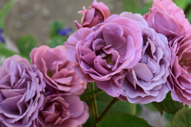 我が家の渋系薔薇大集合〜梅干し色・あおい&珈琲色・カフェ&茶ピンク・ディスタントドラムス_e0346002_09162263.jpg