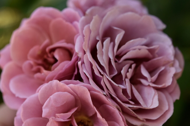 我が家の渋系薔薇大集合〜梅干し色・あおい&珈琲色・カフェ&茶ピンク・ディスタントドラムス_e0346002_09194761.jpg