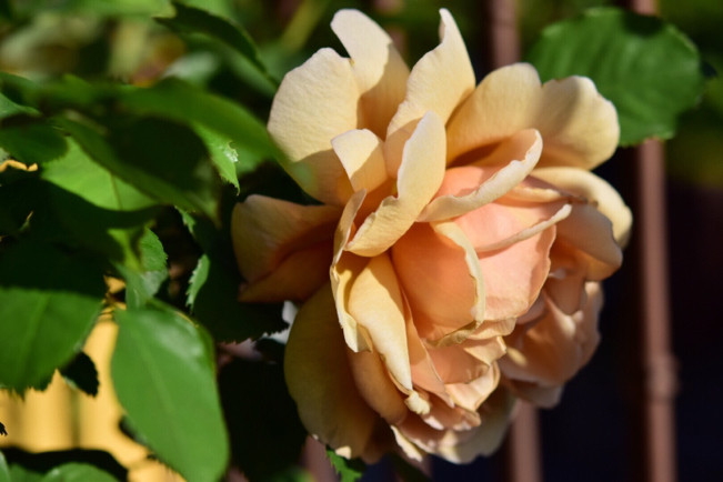 我が家の渋系薔薇大集合〜梅干し色・あおい&珈琲色・カフェ&茶ピンク・ディスタントドラムス_e0346002_09242662.jpg