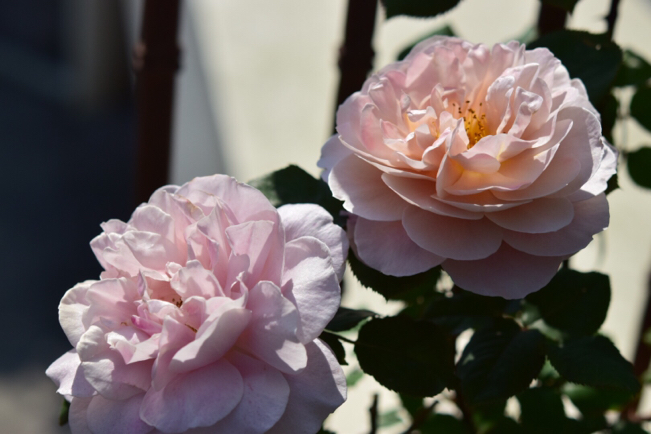 我が家の渋系薔薇大集合〜梅干し色・あおい&珈琲色・カフェ&茶ピンク・ディスタントドラムス_e0346002_09242667.jpg