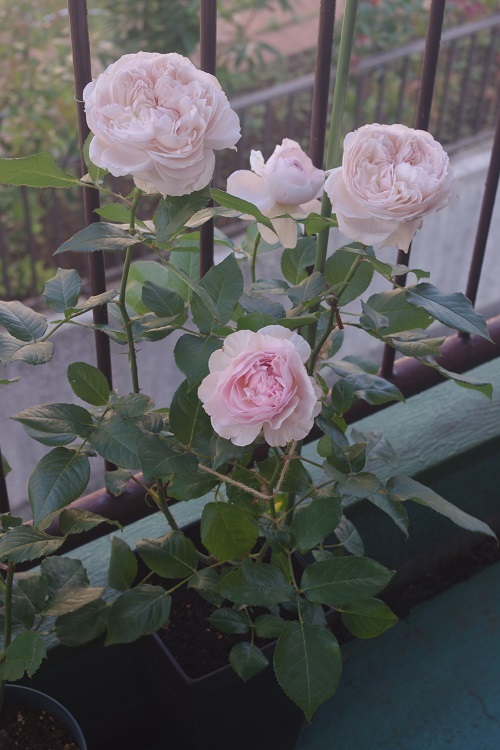 c0147909_07145741.jpg