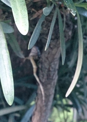 面白生き物発見(岡)_f0354314_22091952.png
