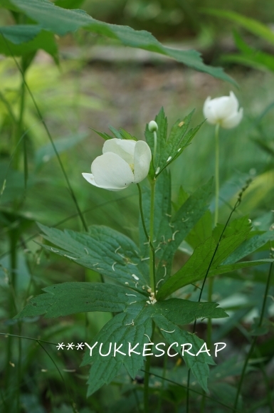 5月の八ヶ岳の森から ~今年はミズキの花が盛大に咲いて~_d0348118_12295635.jpg