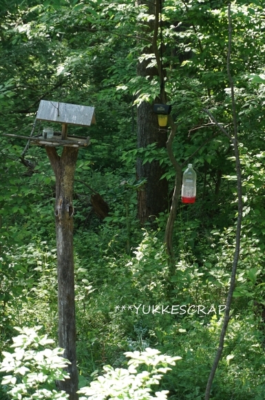 5月の八ヶ岳の森から　～今年はミズキの花が盛大に咲いて～_d0348118_12312140.jpg