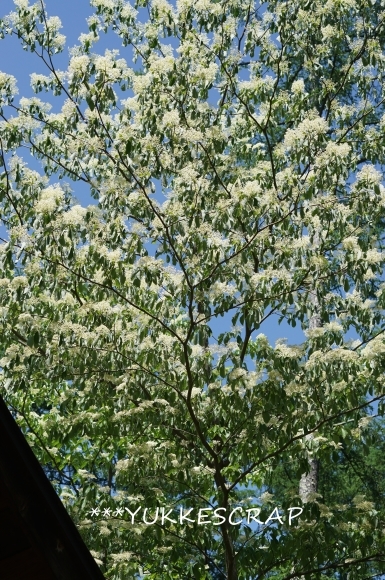 5月の八ヶ岳の森から　～今年はミズキの花が盛大に咲いて～_d0348118_12364871.jpg