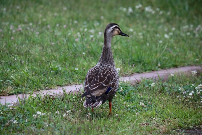 【あけぼの山農業公園 - 2 -】_f0348831_08081784.jpg