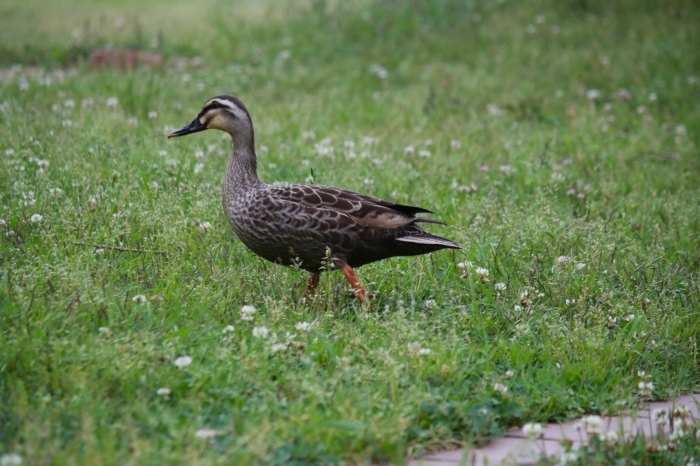 【あけぼの山農業公園 - 2 -】_f0348831_08081925.jpg